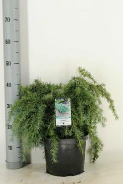 Ceder (Cedrus Deodara 'Feelin Blue') -DIRECTPLANT Winkel cedrus deodara feelin blue c5 m