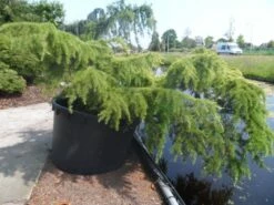 Ceder (Cedrus Deodara 'Golden Horizon') -DIRECTPLANT Winkel cedrus deodara golden horizon c1000 solitair