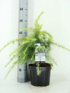 Ceder (Cedrus Deodara 'Golden Horizon') -DIRECTPLANT Winkel cedrus deodara golden horizon c3 m