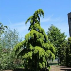 Treurceder (Cedrus Deodara 'Pendula') -DIRECTPLANT Winkel cedrus deodara pendula