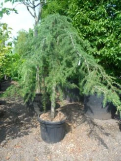 Treurceder (Cedrus Deodara 'Pendula') -DIRECTPLANT Winkel cedrus deodara pendula 20 25ho c110