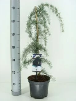 Treurceder (Cedrus Deodara 'Pendula') -DIRECTPLANT Winkel cedrus deodara pendula c3 m 1