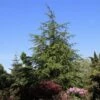 Libanonceder (Cedrus Libani) -DIRECTPLANT Winkel cedrus libani