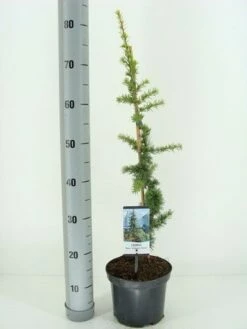 Atlasceder (Cedrus Libani 'Atlantica Aurea')