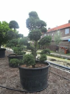 Libanonceder Als Bonsai (Cedrus Libani) -DIRECTPLANT Winkel cedrus libani bonsai c750 3 1