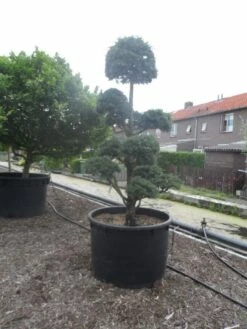 Libanonceder Als Bonsai (Cedrus Libani) -DIRECTPLANT Winkel cedrus libani bonsai c750 5 1