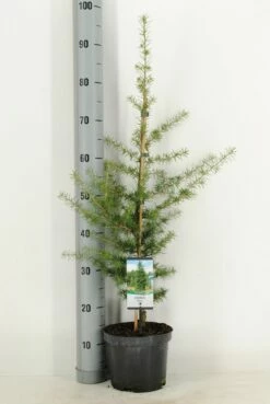 Libanonceder (Cedrus Libani) -DIRECTPLANT Winkel cedrus libani c3 m 1