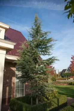 Atlasceder (Cedrus Libani 'Glauca') -DIRECTPLANT Winkel cedrus libani glauca