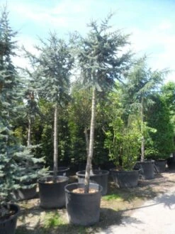 Atlasceder (Cedrus Libani 'Glauca') -DIRECTPLANT Winkel cedrus libani glauca 25 30ho c240