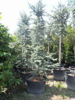 Atlasceder (Cedrus Libani 'Glauca') -DIRECTPLANT Winkel cedrus libani glauca 350 400 c240