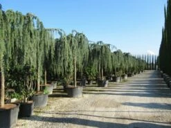 Treurceder Als Boom (Cedrus Libani 'Glauca Pendula') -DIRECTPLANT Winkel cedrus libani glauca pendula 2 1 1