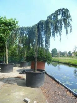 Treurceder Als Boom (Cedrus Libani 'Glauca Pendula') -DIRECTPLANT Winkel cedrus libani glauca pendula 35 40ho c1000 1 1