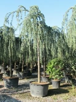 Treurceder Als Boom (Cedrus Libani 'Glauca Pendula') -DIRECTPLANT Winkel cedrus libani glauca pendula 3 1