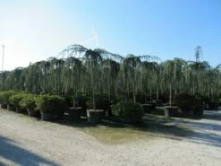Treurceder Als Boom (Cedrus Libani 'Glauca Pendula') -DIRECTPLANT Winkel cedrus libani glauca pendula 4 1