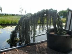 Treurceder Op Stam (Cedrus Libani 'Glauca Pendula') -DIRECTPLANT Winkel cedrus libani glauca pendula halfstam c1000 solitair