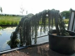Treurceder Als Boom (Cedrus Libani 'Glauca Pendula') -DIRECTPLANT Winkel cedrus libani glauca pendula halfstam c1000 solitair 1 1