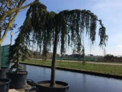 Treurceder Als Boom (Cedrus Libani 'Glauca Pendula') -DIRECTPLANT Winkel cedrus libani glauca pendula hoogstam solt