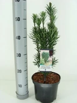 Knoptaxus (Cephalotaxus Harringtonia 'Fastigiata') -DIRECTPLANT Winkel cephalotaxus harr. fastigiata winter c3 m 1