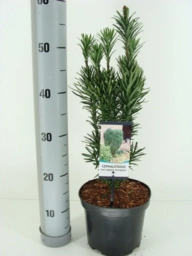 Knoptaxus (Cephalotaxus Harringtonia 'Fastigiata') 5 Knoptaxus (Cephalotaxus Harringtonia 'Fastigiata') - Afbeelding 3