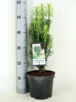 Knoptaxus (Cephalotaxus Harringtonia 'Fastigiata') -DIRECTPLANT Winkel cephalotaxus harr. fastigiata zomer c3 m 1