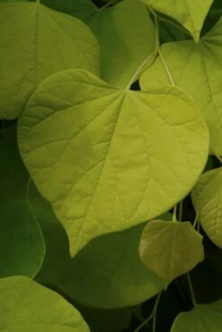 Judasboom Als Struik (Cercis Canadensis) -DIRECTPLANT Winkel cercis canadensis01 1