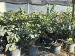 Judasboom Als Struik (Cercis Canadensis 'Forest Pansy') 15 Judasboom Als Struik (Cercis Canadensis 'Forest Pansy') -DIRECTPLANT Winkel cercis canadensis forest pansy 100 125 cm