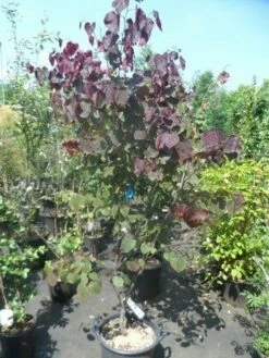 Judasboom Als Struik (Cercis Canadensis 'Forest Pansy') 14 Judasboom Als Struik (Cercis Canadensis 'Forest Pansy') -DIRECTPLANT Winkel cercis canadensis forest pansy 150 175 1 1