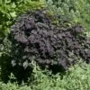 Treur Judasboom (Cercis Canadensis 'Ruby Falls') -DIRECTPLANT Winkel cercis canadensis ruby falls01 1