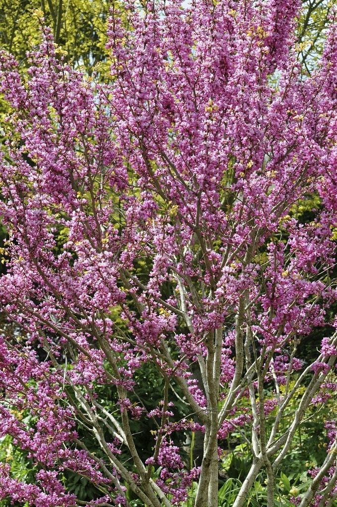Chinese Judasboom (Cercis Chinensis 'Avondale') 3 Chinese Judasboom (Cercis Chinensis 'Avondale')