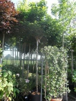 Chinese Judasboom (Cercis Chinensis 'Avondale') -DIRECTPLANT Winkel cercis chinensis avondale 10 12 14ho cont 1