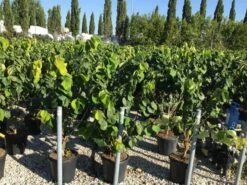 Chinese Judasboom (Cercis Chinensis 'Avondale') -DIRECTPLANT Winkel cercis chinensis avondale 100 125 c18 1