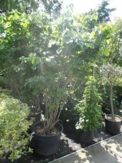 Chinese Judasboom (Cercis Chinensis 'Avondale') -DIRECTPLANT Winkel cercis chinensis avondale 175 200 250 1 1
