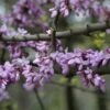 Judasboom (Cercis Siliquastrum) 1 Judasboom (Cercis Siliquastrum) -DIRECTPLANT Winkel cercis siliquastrum 1