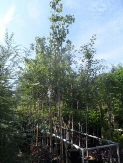 Judasboom (Cercis Siliquastrum) 15 Judasboom (Cercis Siliquastrum) -DIRECTPLANT Winkel cercis siliquastrum 10 12ho cont