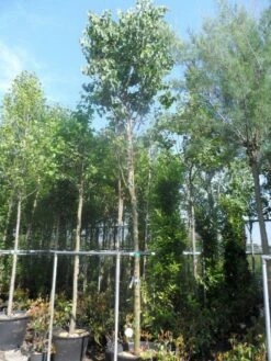 Judasboom (Cercis Siliquastrum) 16 Judasboom (Cercis Siliquastrum) -DIRECTPLANT Winkel cercis siliquastrum 18 20ho cont