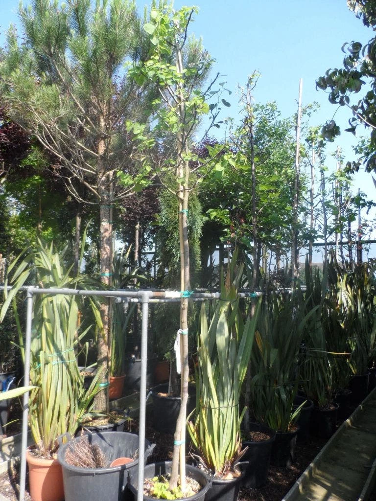 Judasboom (Cercis Siliquastrum) 11 Judasboom (Cercis Siliquastrum) - Afbeelding 9