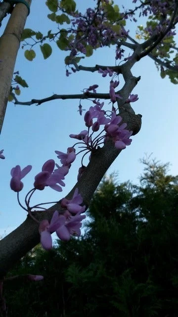 Judasboom (Cercis Siliquastrum) 4 Judasboom (Cercis Siliquastrum) - Afbeelding 2