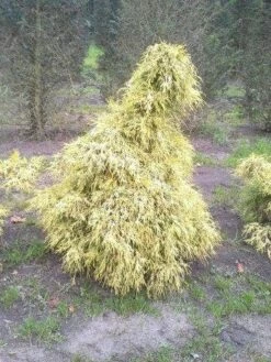 Cypres (Chamaecyparis Pisifera 'Filifera Aurea') -DIRECTPLANT Winkel cham l aurea
