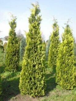 Gele Haagconifeer (Chamaecyparis Lawsoniana 'Ivonne') -DIRECTPLANT Winkel cham l ivonne 250 3001