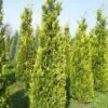 Gele Haagconifeer (Chamaecyparis Lawsoniana 'Ivonne') -DIRECTPLANT Winkel cham l ivonne 250 300 1