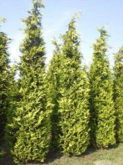 Gele Haagconifeer (Chamaecyparis Lawsoniana 'Ivonne') -DIRECTPLANT Winkel cham l ivonne 400 450 2