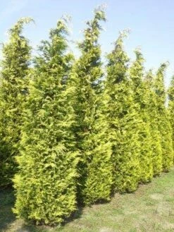 Gele Haagconifeer (Chamaecyparis Lawsoniana 'Ivonne') -DIRECTPLANT Winkel cham l ivonne 400 450 1 1