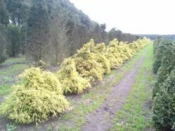 Cypres (Chamaecyparis Pisifera 'Filifera Aurea') -DIRECTPLANT Winkel cham p aurea 1 1
