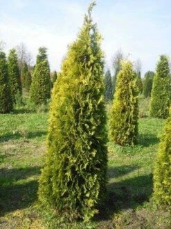Gele Haagconifeer (Chamaecyparis Lawsoniana 'Stardust') -DIRECTPLANT Winkel cham stardust 250