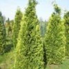 Gele Haagconifeer (Chamaecyparis Lawsoniana 'Stardust') -DIRECTPLANT Winkel cham stardust 250 1