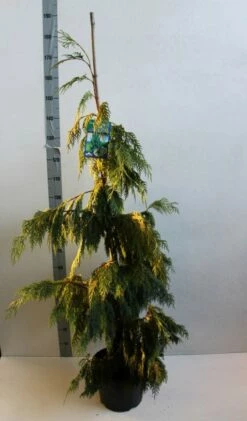 Cypres (Chamaecyparis Nootkatensis 'Pendula') -DIRECTPLANT Winkel chamacyparis n pendula 100 125 cm co. 10l b kopie