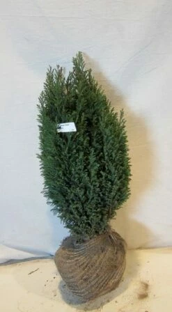 Cypres (Chamaecyparis Lawsoniana 'Ellwoodii') 14 Cypres (Chamaecyparis Lawsoniana 'Ellwoodii') -DIRECTPLANT Winkel chamacyparislellwoodii050 060