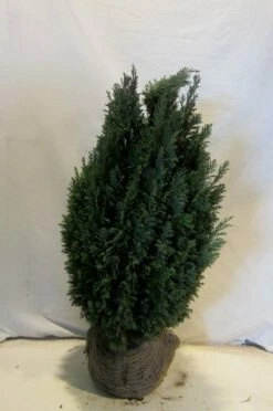 Cypres (Chamaecyparis Lawsoniana 'Ellwoodii') 15 Cypres (Chamaecyparis Lawsoniana 'Ellwoodii') -DIRECTPLANT Winkel chamacyparislellwoodii060 080