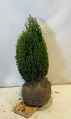 Cypres (Chamaecyparis Lawsoniana 'Ellwoodii') 13 Cypres (Chamaecyparis Lawsoniana 'Ellwoodii') -DIRECTPLANT Winkel chamacyparislellwoodiigold050 060