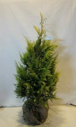 Cypres (Chamaecyparis Lawsoniana 'Golden Wonder') -DIRECTPLANT Winkel chamacyparislgoldenwonder080 100